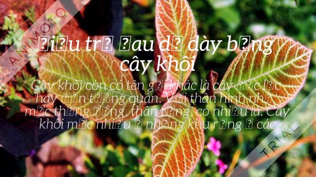 Top 2 bài thuốc nam chữa bệnh đau dạ dày hiệu quả tại nhà bạn nên biết