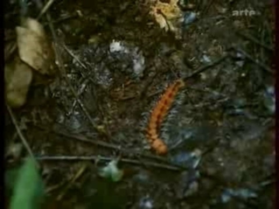 La saison des chenilles chez les Pygmées