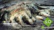 11 Unknown Creature Bodies Washed Ashore