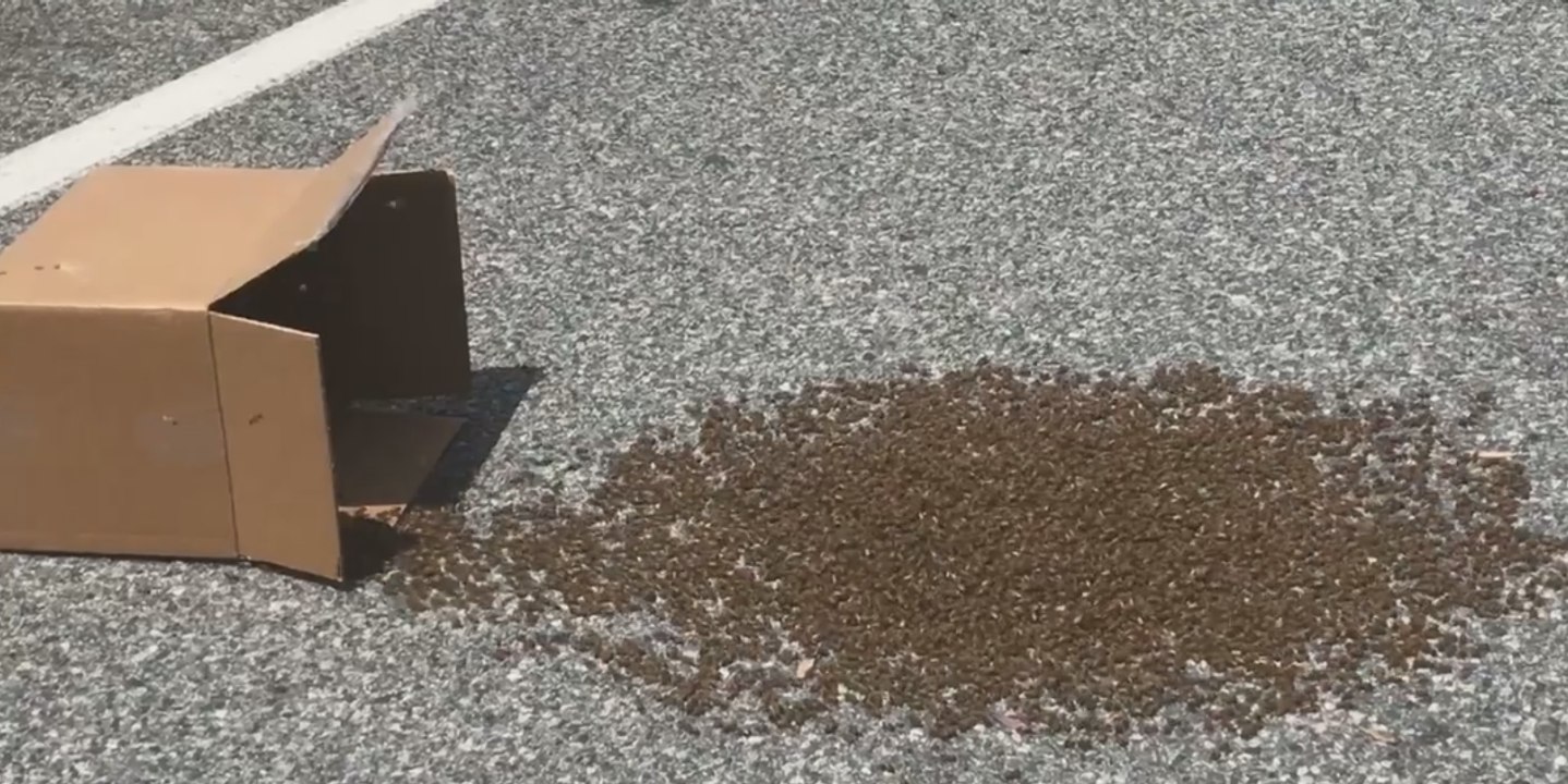'If All the Bees Die, We Die': Men Herd Bees Into Box for Their Safety