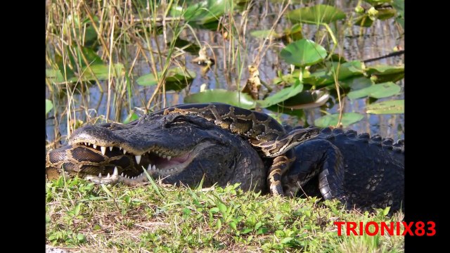 Serpientes gigantes: TITANOBOA REAL – Las serpientes mas grandes del mundo
