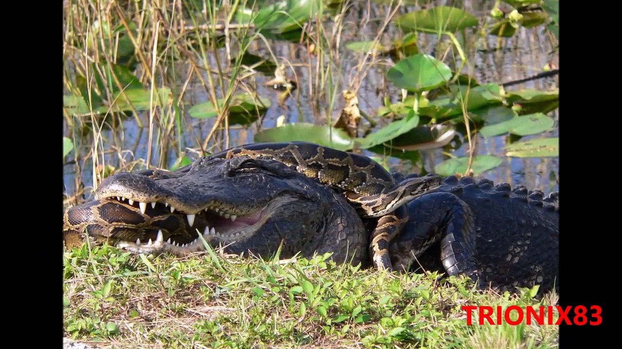 Serpientes gigantes: TITANOBOA REAL – Las serpientes mas grandes del mundo