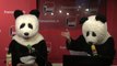 Pandi Panda : « Libérez Nicolas Hulot ! » - Le Billet de Charline