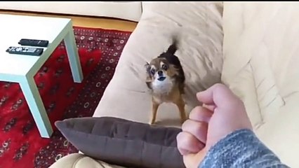 Dogs really hates Middle Finger!!!!