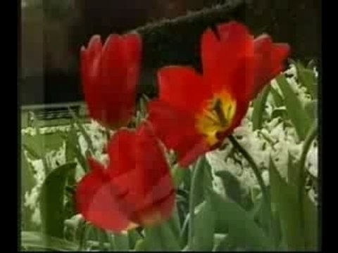 Tamil Eelam tamil eelam