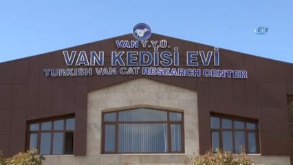 En Güzel Van Kedisi 'Kartopu' Seçildi