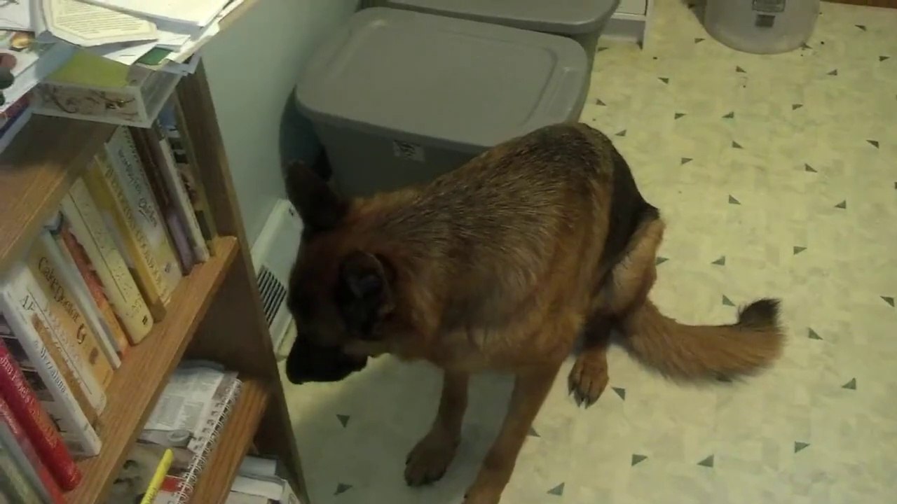 Qui a mangé la culotte de madame !? Ce chien est mort de honte lol