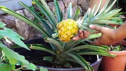 The Joy Of Growing Pineapples - How To Grow Pineapple Plants In Containers