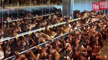 The Reality of Poultry Farms In Pakistan - How Chickens Are Made These Days - TUT - YouTube