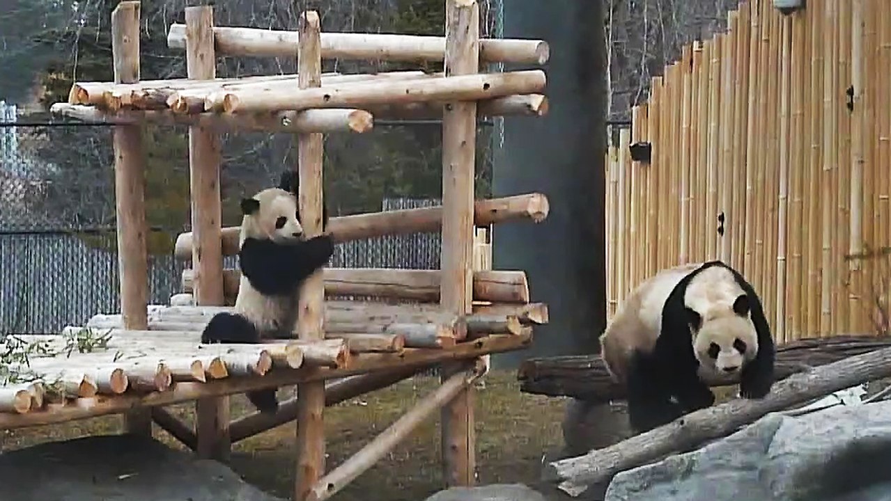 Chutes de pandas