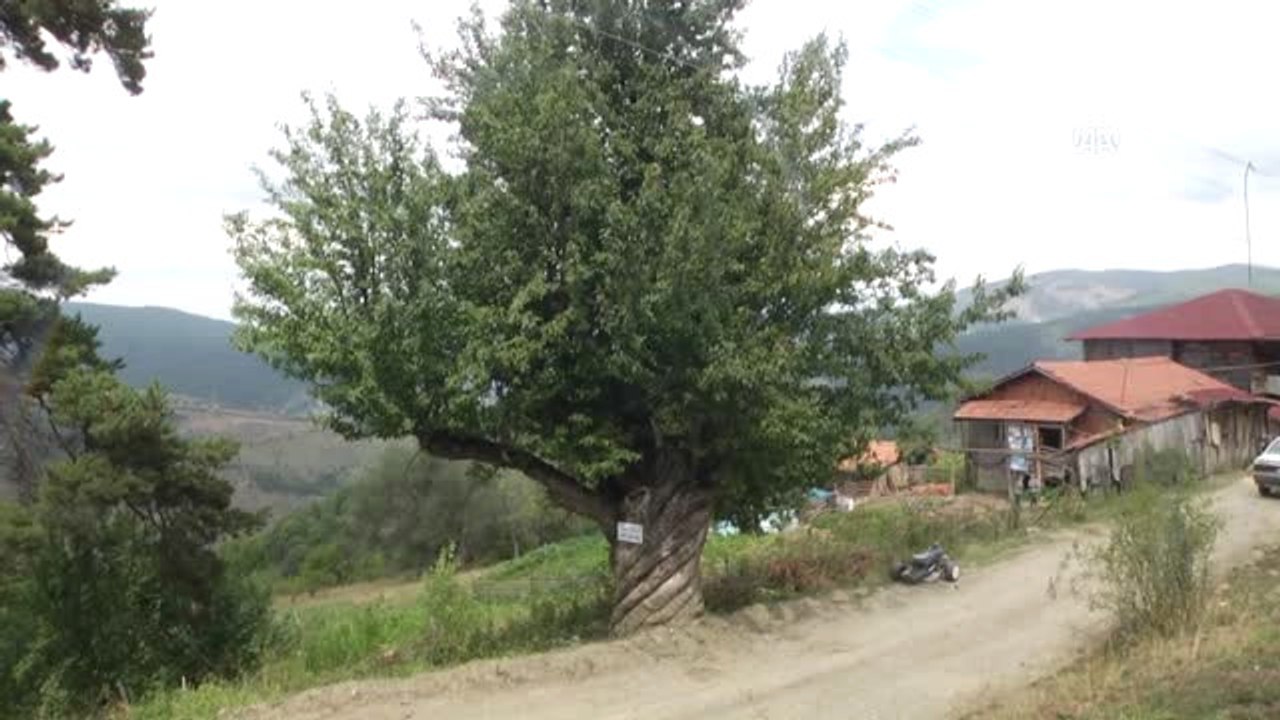 200 Yaşındaki "Burgulu" Armut Ağacı İlgi Çekiyor