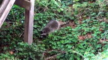 Cute Baby Raccoons in Trouble, Mother to the Rescue (RAW footage)