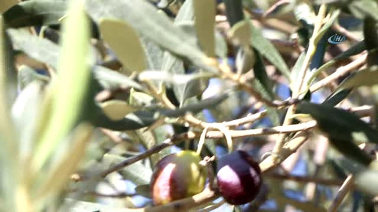 Zeytin Verimi Üreticiyi Sevindirdi