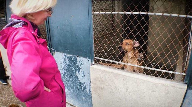 Privé de contrats aidés, ce refuge craint l'euthanasie pour ses animaux