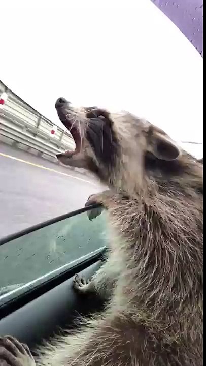 Cet adorable raton laveur essaye d'attraper les gouttes de pluie