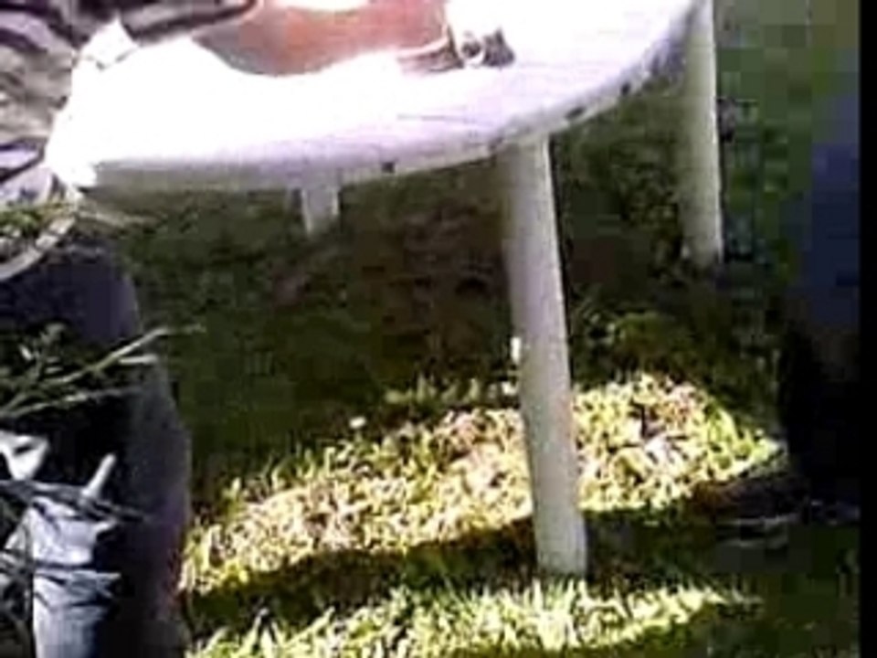 Flashintonder avec mixture:P