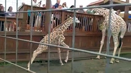 Tajiri playing and running outside