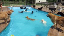 Pups Cool Down at Doggy Daycare With Paddle in Pool