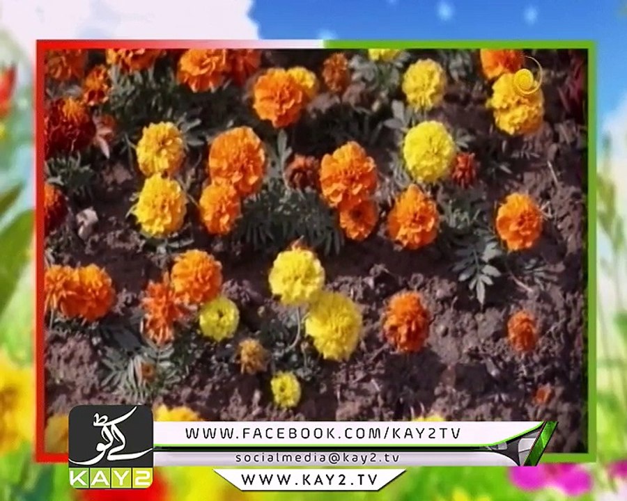 Kay2 Sehar Colors of KPK ( 11-10-2017 )