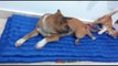 Amazing Cat and Dog Friendship, Cat and Dog Playing together. Travis and Yoda