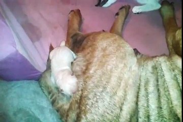 Amazing cat and dog in labor same time. MUST SEE