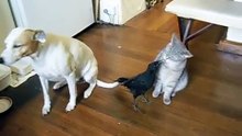 BIRD FEEDS CAT & DOG