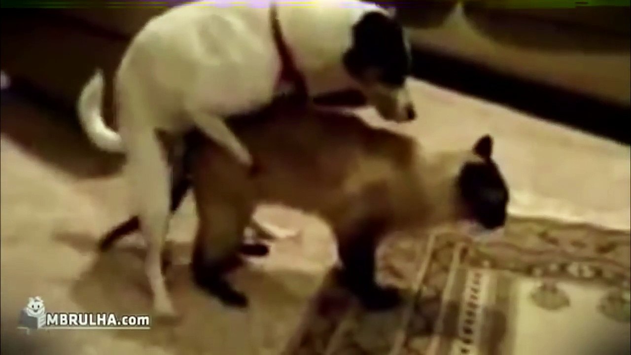 Cat and Dog 2014