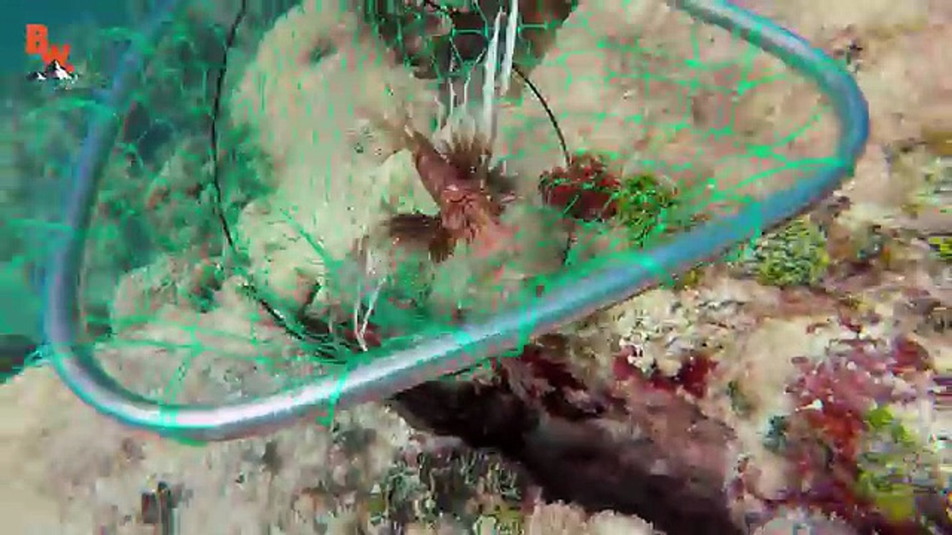 ⁣STUNG by a LIONFISH!