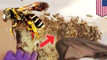 Lebah dalam dinding: Lelaki menemukan 30,000 lebah di dalam dinding rumah - TomoNews