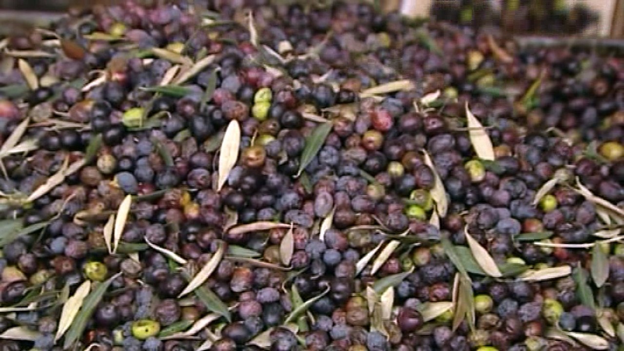 Ημερίδα για το ελαιόλαδο το Σάββατο στη Λαμία