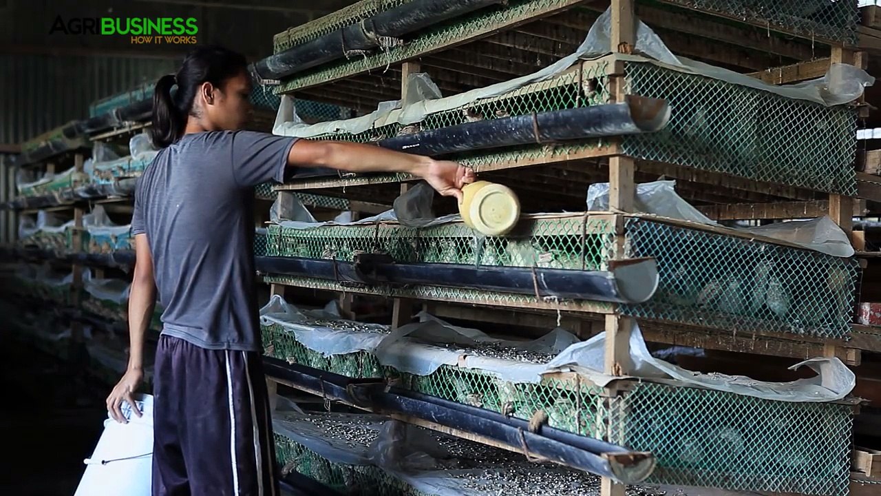 Quail farming and layer management | Quail farming part 3 #Agriculture