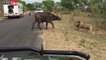 Dangerous lions attacks on a buffalo | Very dangerous fight |