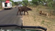 Dangerous lions attacks on a buffalo | Very dangerous fight |
