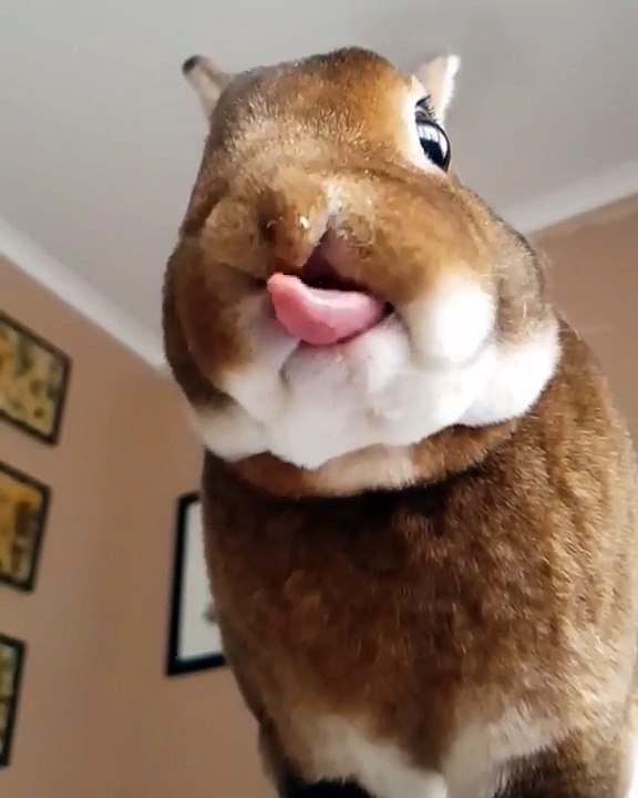 Ce lapin qui mange une banane au ralenti est tellement marrant !