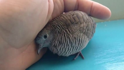 Cette colombe aime et demande des câlins !