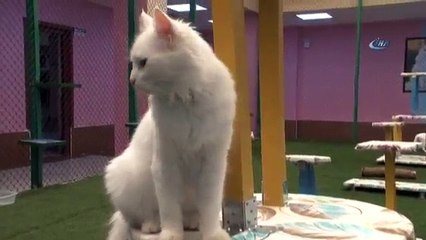 En Güzel Van Kedisi O