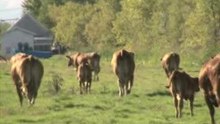 vaches  11,7