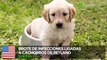 Cachorros de Petland ligados a brote de campilobacteriosis - TomoNews