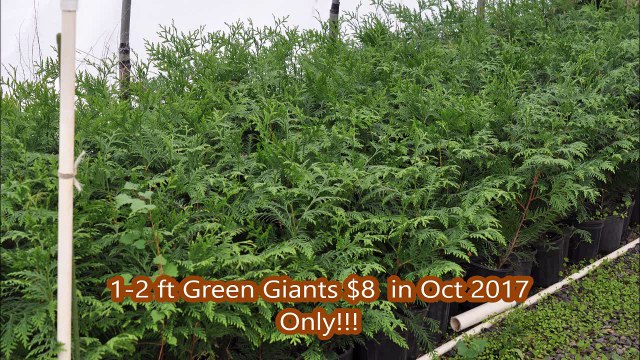 Special Sale on Potted Green Giants Just $8 in Oct 2017 1-2 ft tall plants Lots of trees available