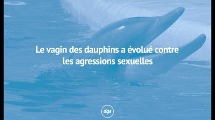 Le vagin des dauphins a évolué contre les agressions sexuelles