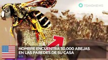 Abejas dentro de la pared: Hombre encuentra 30,000 abejas dentro de su casa - TomoNews