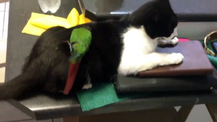 Ce chat adore être toiletté par un oiseau !