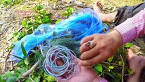 How To Catch Water Snake Using Gill Net -How to Catch Water Snake in Cambodia