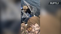 Pescadores salvam filhotes de urso em lago