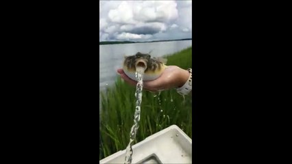 Ce poisson-globe se dégonfle... Des litres d'eau!