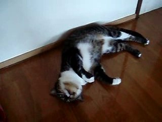 Cortex mon chat un peu fou ....