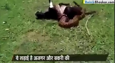 سانپ نے بکری کو لپیٹ رکھا ہےبہت مشکل سے جان بچائ ایسا ویڈیو بہت کم دیکھنے کو ملتا ھے  ویڈیو دیکھو او