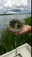 Un poisson-globe se dégonfle