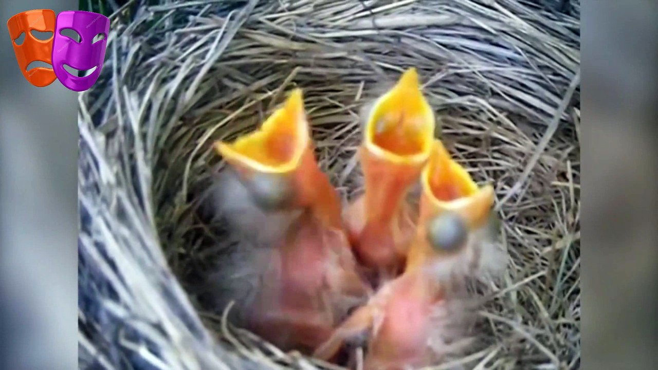 Videos de Los cachorros mas lindos del mundo 2017