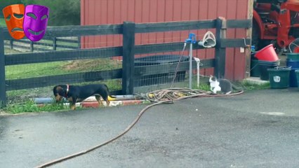 Videos de Perros contra Gatos 2017